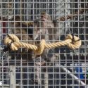 Camarney : 30 000 macaques pour les laboratoires d’expérimentation animale