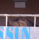 Au combat pour Boulie, hippopotame « de cirque »