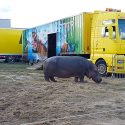Audience contre le préfet de la Drôme pour faire libérer Jumbo du cirque!