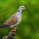 Default victory for turtledoves against the Ministry of the Ecological Transition