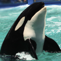 Lolita, the lonely orca, must go home
