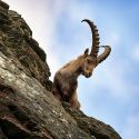 Let’s stop the ibex in Bargy from being massacred!  Killing shots have been authorised in Haute-Savoie since Spring