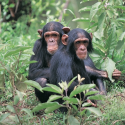 Have chimpanzees undergone illegal experimentation?