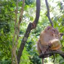 Ratchaprao, l’huile de coco labellisée garantie sans exploitation des singes