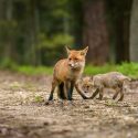 Foxes or the perpetual hunting season in Moselle