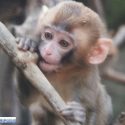 Opposons-nous au projet d’envoyer des macaques japonais croupir dans un zoo en Uruguay !