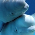 Trafficking of Beluga Whales and juvenile Orca Whales discovered in Russia
