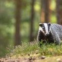 A legal victory for badgers in Saône-et-Loire. Our fight continues!