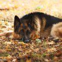 Young dog beaten and stabbed, Cell Zoe appeals for justice in the case of Mylanne