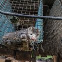 Les militants soumettent aux dirigeants du G20 880457 signatures de la pétition #StopDeadlyFur appelant à mettre fin à l’élevage cruel et meurtrier des animaux à fourrure