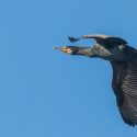 Le cri des cormorans ? Urgence à y répondre !