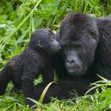 Letter from the coalition of environmental, land and human rights civil society organisations in the Virunga landscape.