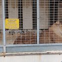 Animals in the Franco-Belge Circus still being exploited… We are writing to the Mayor of Péronnas