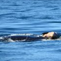 Young mother in mourning, orca J35 Tahlequah had been carrying her baby for more than a week.