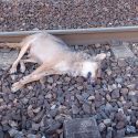 Un loup percuté par un train dans la Drôme