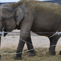 Maya the elephant is at her end!