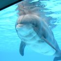 Femke, the martyred captive dolphin, is finally free.