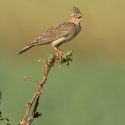 Les chasses traditionnelles des oiseaux remises en place par le gouvernement, One Voice saisit le Conseil d’État