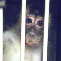 Monkeys destined for US labs die on board Wamos Air flight