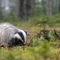 Contre le déterrage des blaireaux dans la Nièvre, One Voice repart au combat