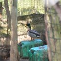 Decoys, these birds are taken hostage against their will