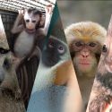 One Voice publie un nouveau rapport sur les primates dans l’expérimentation animale