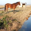 New Song the valiant horse riddled with lead pellets!