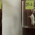 Expérimentation animale : certains s’accrochent à la nage forcée des rats et des souris