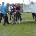 Dressage de chiens : la loi du plus fort ?