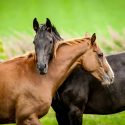 Maltraitance sur sept chevaux: One Voice réclame justice