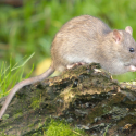 Say No to animal testing on Paris’ rats