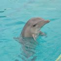 Aïcko: pour la dignité animale