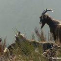 Melles: the hunting season for goats is open!