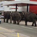 Au tribunal pour Lechmee, Mina et Kamala face au Cirque Medrano!