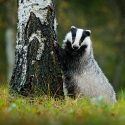 Les blaireaux s’apprêtent à vivre neuf mois et demi d’enfer !