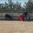 Nouvelle infiltration de One Voice dans une école de tauromachie pour les enfants!