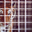 Our ongoing legal actions to release wild animals from circuses