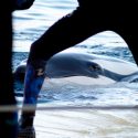 Moana, a young orca in a pitiful state of health at Marineland in Antibes