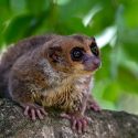 Transparency for mouse lemurs: hearing on 17 January in Versailles