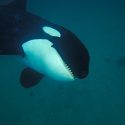 Ode to Orcas : la jeunesse planche sur la libération des orques captives