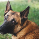 Abuse of security dogs: One Voice rebels