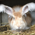 Angora rabbits: the fight continues