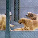 Telethon: no to experiments on dogs, yes to innovation