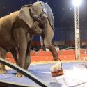 France, a refuge for circus trainers?