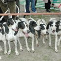 Chenil en Vendée : si, une demande d’extension a bien été déposée pour 120 chiens “de chasse” !