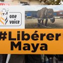 Maya kept on the road; it is with impunity that the circus does this