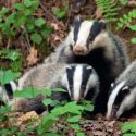 Badgers, these discreet heroes
