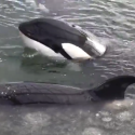 Winter has fallen on the whale prison