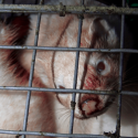 Fur: the unbearable images of a young mink devoured alive