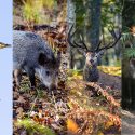 Des chasseurs déconfinés en Loire-Atlantique, Maine-et-Loire et Mayenne. Audience le 26 novembre à Nantes